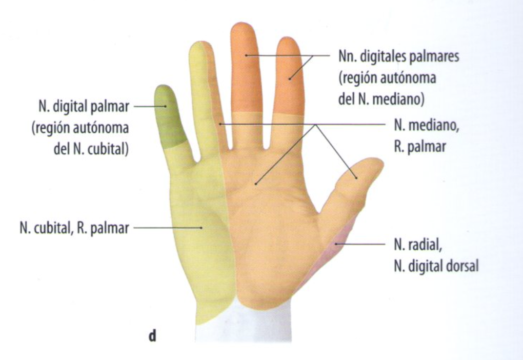 ATRAPAMIENTO DEL NERVIO CUBITAL Borja Cuevas Cirugía de mano en Bilbao
